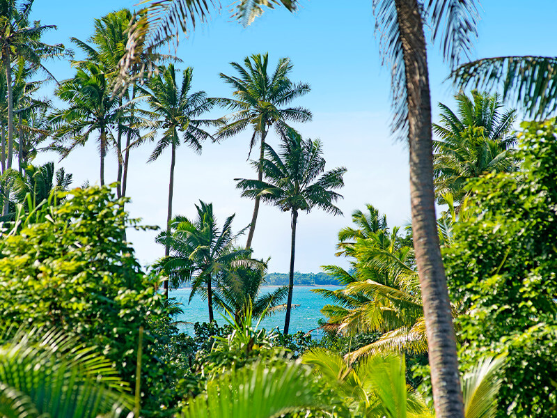 Ocean view through palm trees at ULTIQA Fiji Palms Beach Resort.